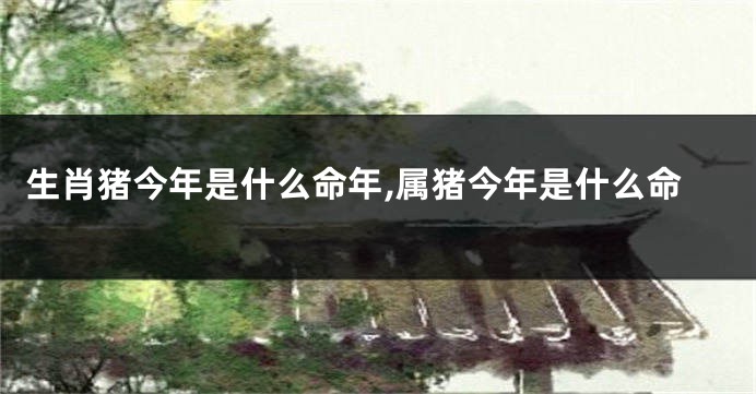 生肖猪今年是什么命年,属猪今年是什么命