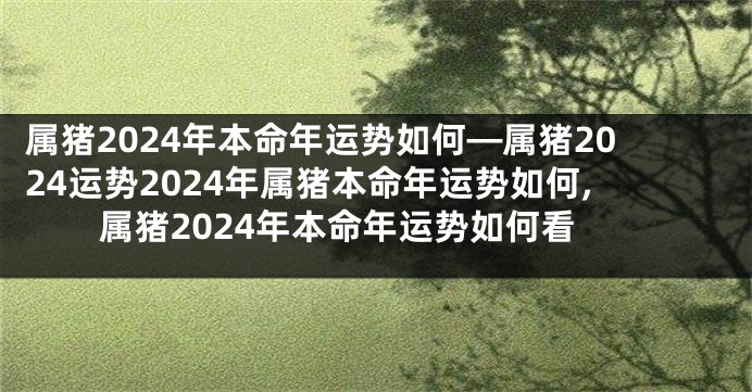 属猪2024年本命年运势如何—属猪2024运势2024年属猪本命年运势如何,属猪2024年本命年运势如何看