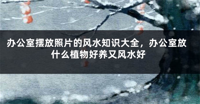 办公室摆放照片的风水知识大全，办公室放什么植物好养又风水好