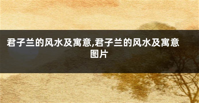 君子兰的风水及寓意,君子兰的风水及寓意图片