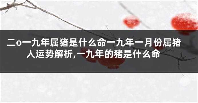 二o一九年属猪是什么命一九年一月份属猪人运势解析,一九年的猪是什么命