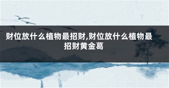 财位放什么植物最招财,财位放什么植物最招财黄金葛