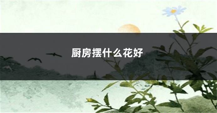 厨房摆什么花好