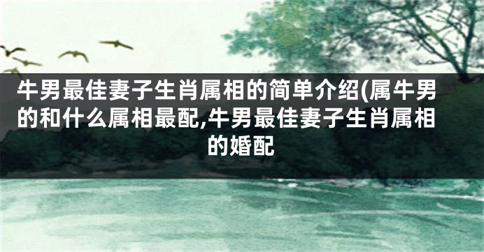 牛男最佳妻子生肖属相的简单介绍(属牛男的和什么属相最配,牛男最佳妻子生肖属相的婚配