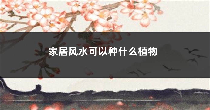 家居风水可以种什么植物