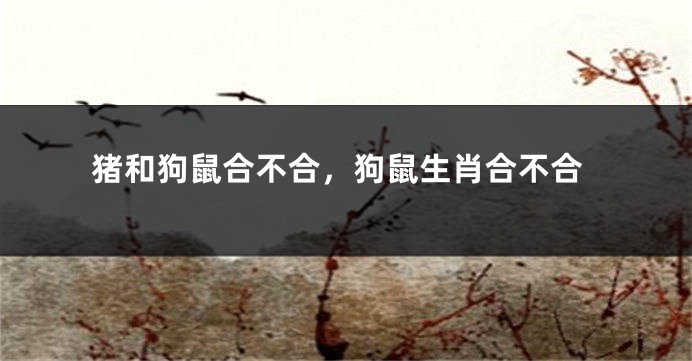 猪和狗鼠合不合，狗鼠生肖合不合