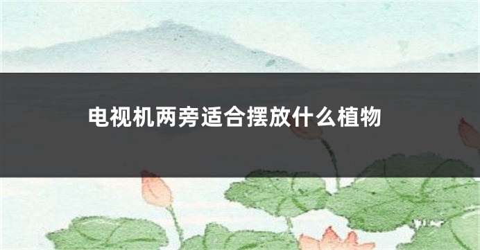 电视机两旁适合摆放什么植物