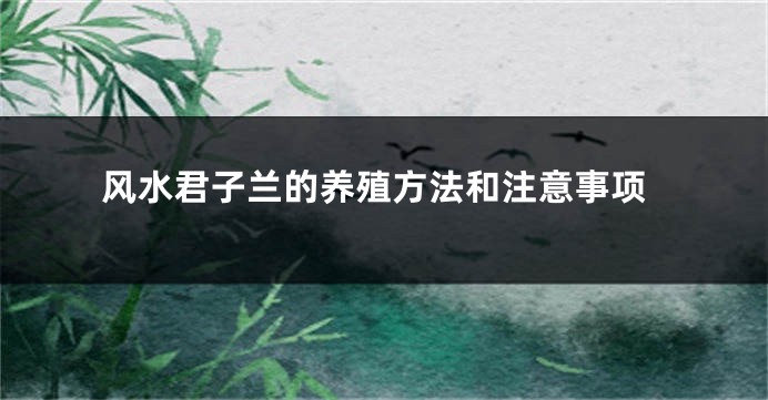 风水君子兰的养殖方法和注意事项
