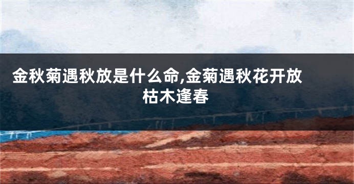 金秋菊遇秋放是什么命,金菊遇秋花开放 枯木逢春