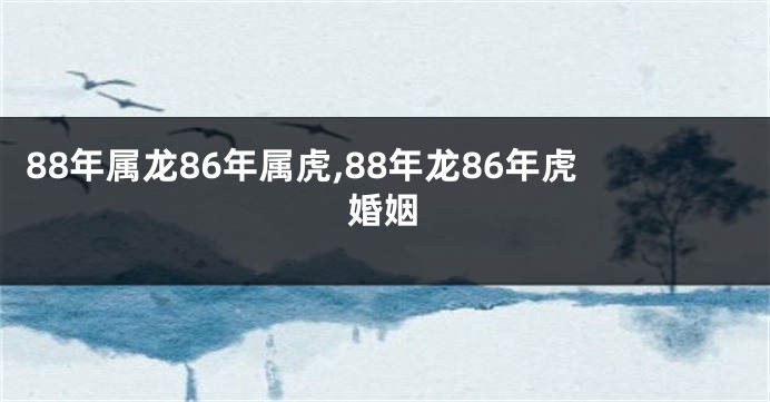 88年属龙86年属虎,88年龙86年虎婚姻