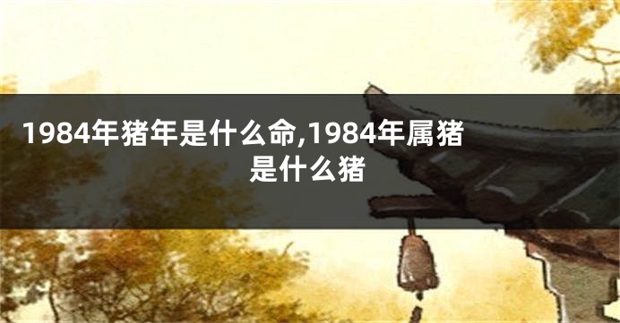 1984年猪年是什么命,1984年属猪是什么猪