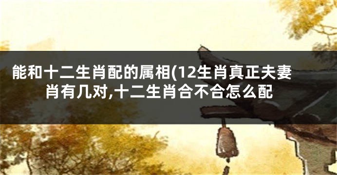 能和十二生肖配的属相(12生肖真正夫妻肖有几对,十二生肖合不合怎么配