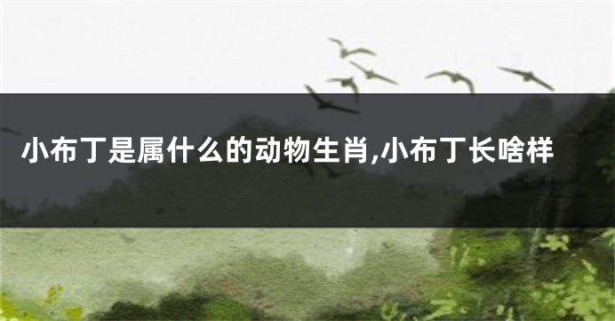 小布丁是属什么的动物生肖,小布丁长啥样
