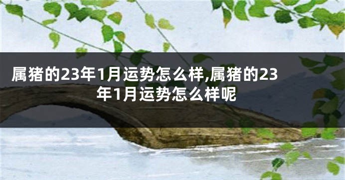 属猪的23年1月运势怎么样,属猪的23年1月运势怎么样呢