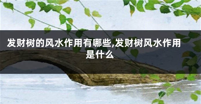 发财树的风水作用有哪些,发财树风水作用是什么