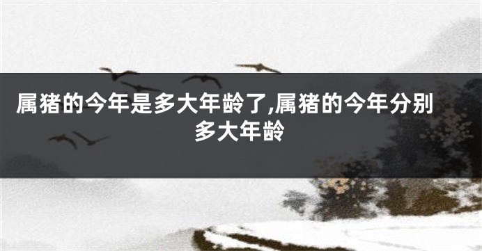 属猪的今年是多大年龄了,属猪的今年分别多大年龄