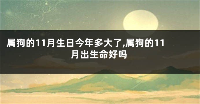 属狗的11月生日今年多大了,属狗的11月出生命好吗