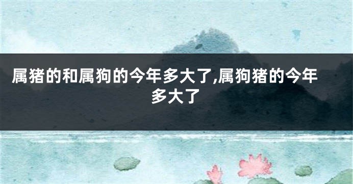 属猪的和属狗的今年多大了,属狗猪的今年多大了