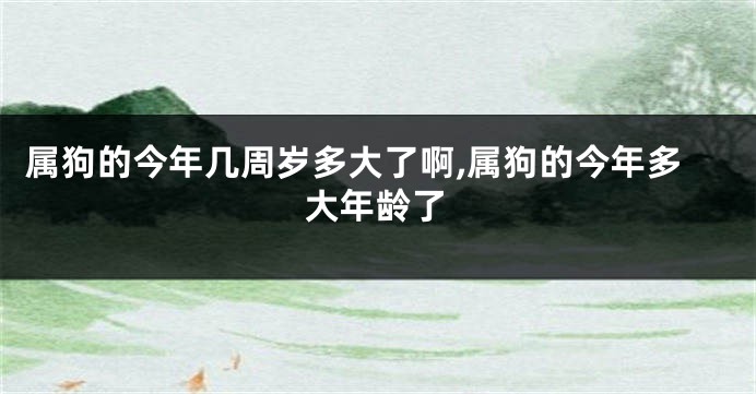 属狗的今年几周岁多大了啊,属狗的今年多大年龄了