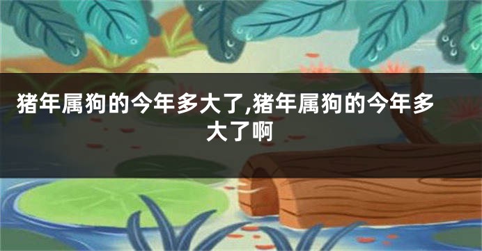 猪年属狗的今年多大了,猪年属狗的今年多大了啊