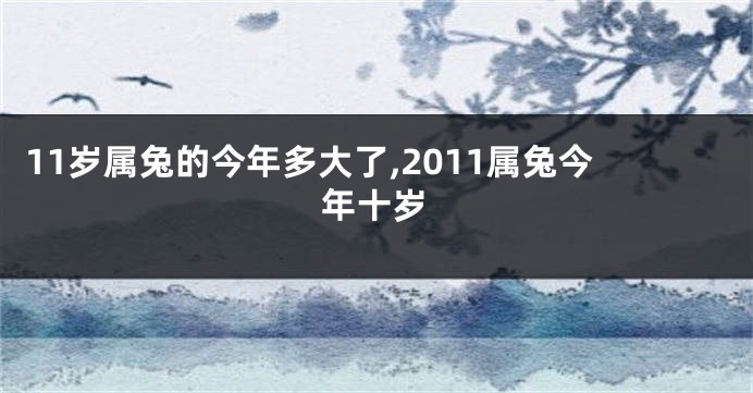 11岁属兔的今年多大了,2011属兔今年十岁