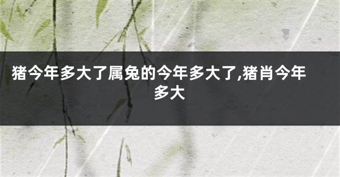 猪今年多大了属兔的今年多大了,猪肖今年多大