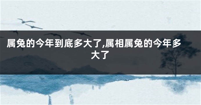 属兔的今年到底多大了,属相属兔的今年多大了