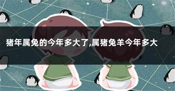 猪年属兔的今年多大了,属猪兔羊今年多大