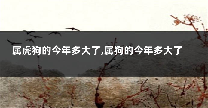 属虎狗的今年多大了,属狗的今年多大了