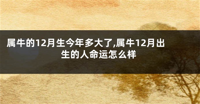 属牛的12月生今年多大了,属牛12月出生的人命运怎么样